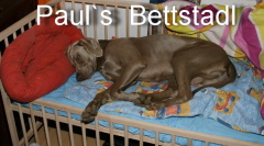 Paul`s Bett